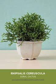 We all know what they look like, don't we? This Shrubby Cactus Is Perfect For Indoor Growers Coral Cactus Succulents Indoor Succulent Gardening