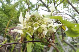 Image result for Crateva