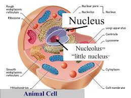 Check spelling or type a new query. Eukaryotic Cell Structures Functions Ppt Video Online Download
