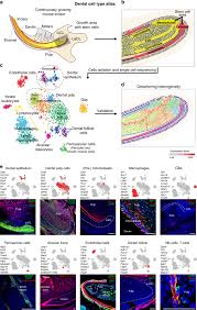 Human protein atlas ретвитнул(а) human proteome. Dental Cell Type Atlas Reveals Stem And Differentiated Cell Types In Mouse And Human Teeth Nature Communications