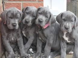 Great dane puppies and dogs. Blue Great Dane Puppies K C Registered York North Yorkshire Pets4homes