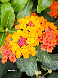 Image result for Lantana tiliifolia