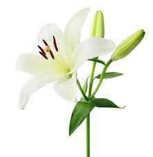 Image result for Liliaceae