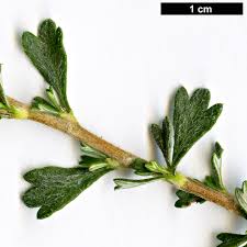 Image result for Polystachya tridentata