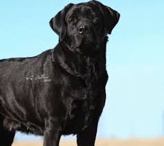 Check spelling or type a new query. Dole Hill Labradors English Lab Puppies Akc Registered Labrador Retriever Puppies Chocolate Lab Puppies Labrador Retriever Puppies For Sale Labrador
