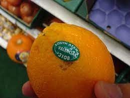 The valencia orange is a sweet orange. Valencia Orange Wikipedia