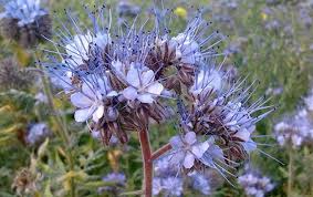 Plantele melifere sunt impărțite în patru grupe: Phacelia Planta De Miere Èi ProprietÄÈile Sale Benefice Ierburi Picante Èi Medicinale 2021