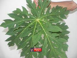 Beberapa hari yang lalu telah timbul kenyataan oleh pihak tertentu bahawa daun pokok betik mengandungi bahan kimia yang merbahaya iaitu cyanogenic glycoside yang boleh menyebabkan kegagalan fungsi hati, buah pinggang dan jantung, dan seterusnya menyebabkan kematian. Relatif Siri 05 Penawar Dari Daun Betik