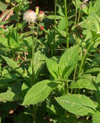 Image result for Crassocephalum radiatum