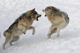 Fighting Wolves Fighting Wolf Dog Wolf Poses