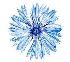 Cornflower By Anna Mason Botanical Art Flower Painting Flower Art