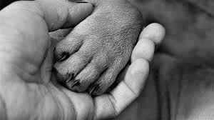 Place the clipper on your dog's nail, but near the end, far away from the quick, and clip the nail. Aggressive Dog Nail Trimming Guide
