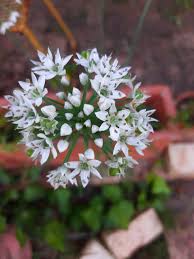 Image result for Nothoscordum borbonicum