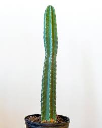 Image result for Cereus