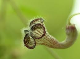 Image result for Ceropegia carnosa