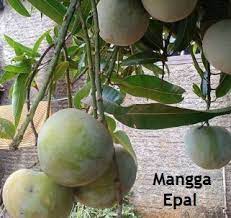 Apel merah biasanya langsung dimakan tanpa dimasak. Anim Agro Technology Mangga Epal Ma194 Kenali Dia