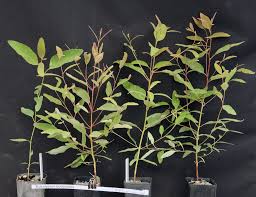 Image result for Eucalyptus botryoides