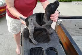 If you're in need of a dog stud service take a look here. Addi German Shorthaired Pointer Puppy For Sale Near Dayton Springfield Ohio 90a91d06 27f1