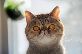 We know that because you care so much about your cat, you want to take great care of her. Exotic Shorthair Cat Breed Facts Health Personality Health Issues Basepaws