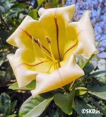Image result for Solandra maxima