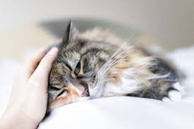 My sister's cat was in the vet two weeks ago, poor little fella had yeast in his ears that was bothering him and he was scratching a lot. Home Remedies For Ear Mites In Cats 5 Easy Treatments Vet Approved
