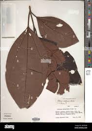 Image result for Bellucia pentamera