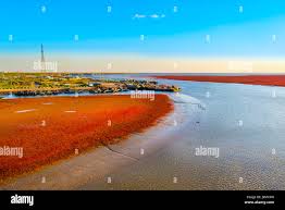 Image result for Suaeda sp. B