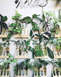 Laboratory Experiment Nope Just Propagating And Growing Some Beautiful Cuttings In Ikeausa Spice Racks Plants Hydroponic Plants Indoor Plants