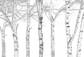 Black And White Aspen Tree Pictures Amazonsmile Wall26 Black And White Outline Of Aspen Trees Wall Mural Removable Sticker Home Decor 66x96 Inche Tree Wall Murals Aspen Trees Wall Murals