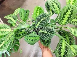 Pin On Indoor Plants