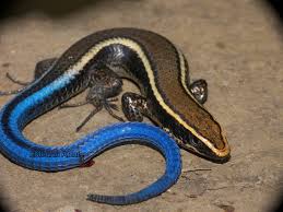 Image result for Tridactyle gentilii