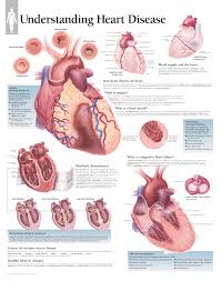 Understanding Heart Disease 1454