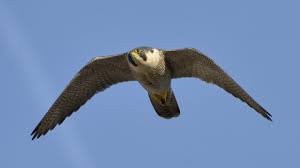 As midwest peregrine falcon populations increased due to hacking efforts, birds eventually colonized the nebraska state capitol in lincoln. Peregrine Falcon The Wildlife Trusts