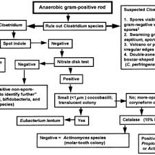 Flowchart For Identification Of Anaerobic Gram Positive