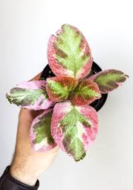 Image result for episcia