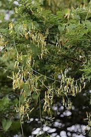 Image result for Riocreuxia chrysochroma