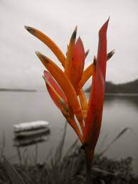 Costa Rica Birds Of Paradise Flower Birds Of Paradise Flower Costa Rica Beautiful Places In The World