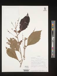 Image result for Allophylus tanzaniensis