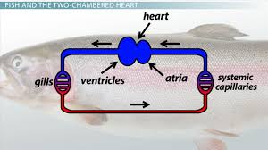 Blood continues into the largest chamber of the heart called the ventricle. blood then goes through one more valve and into the main artery called the. Two Chambered Heart Definition Anatomy Video Lesson Transcript Study Com