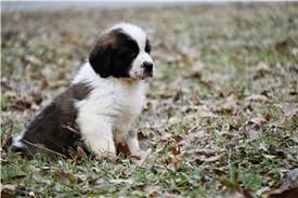 Top 10 Saint Bernard Puppies for Sale in Redding