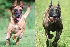 Find free puppies near me, adopt a puppy, buy puppies direct from kennel breeders and puppy owners in tonga. Dutch Shepherd Vs Belgian Malinois Both Brave Smart But Which Is Right For You Anything German Shepherd