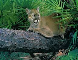 Without the endangered species act, the florida panther, most likely, would no longer exist. Plight Of The Panther Nrdc