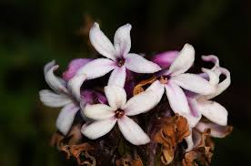 Image result for Cyphia