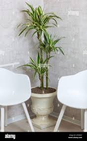 Image result for Chlorophytum gallabatense