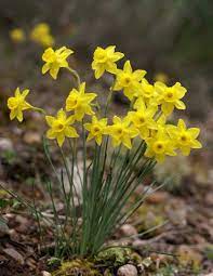Narciso Amarillo Narcissus Assoanus
