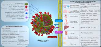 Marine corps test pilot and nasa astronaut. Covid 19 Associated Complications And Potential Therapeutic Targets Sciencedirect