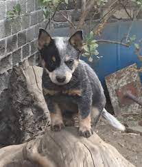 It has either brown or black hair distributed fairly evenly through a white coat, which gives the appearance of a red or blue dog. Cachorros Pastor Ganadero Australiano Blue Heeler Mercado Libre