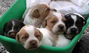 Epagneul Breton Les Avis Et Les Photos Des Internautes Les Avis Choisir Son Chien