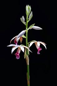 Image result for Phaius occidentalis