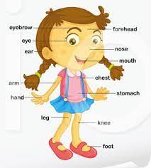 Practitioners should not rely on the content of this website to evaluate, diagnose or treat medical conditions. Spanish Body Parts Diagram Diagram Quizlet